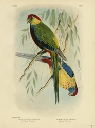 Vörös sapkás papagáj, 1891